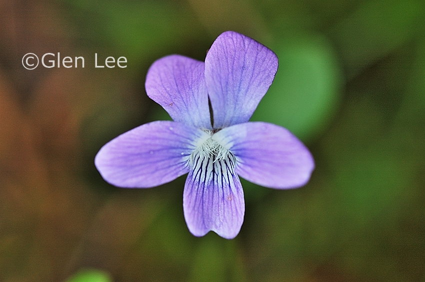 Viola nephrophylla photos Saskatchewan Wildflowers